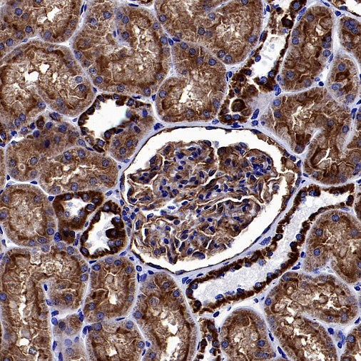 Mitofilin Recombinant Rabbit mAb (S-2277-37)