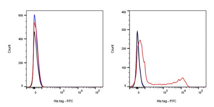 His tag (C-terminal) Recombinant Rabbit mAb (FITC Conjugate) (S-1398-10)