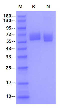 Biotinylated IL-6 R alpha/CD126 Avi&His Tag Protein, Human