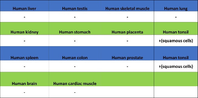 Cytokeratin 6A (KRT6A) Recombinant Mouse mAb (SDT-3380)