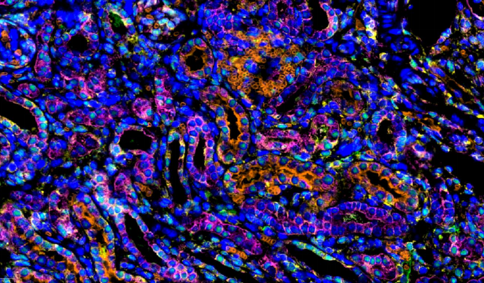 Absin 5-Color IHC Kit (Anti-Rabbit Secondary Antibody)