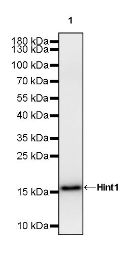 Hint1 Recombinant Rabbit mAb (S-2693-67)