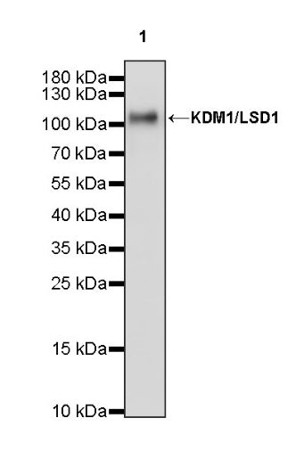KDM1/LSD1 Recombinant Rabbit mAb (S-1280-80)