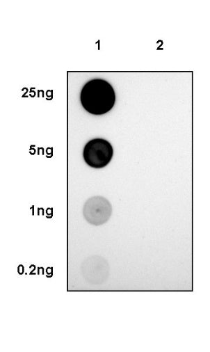 Phospho-EGFR (Tyr1173) Recombinant Rabbit mAb (S-1187-135)