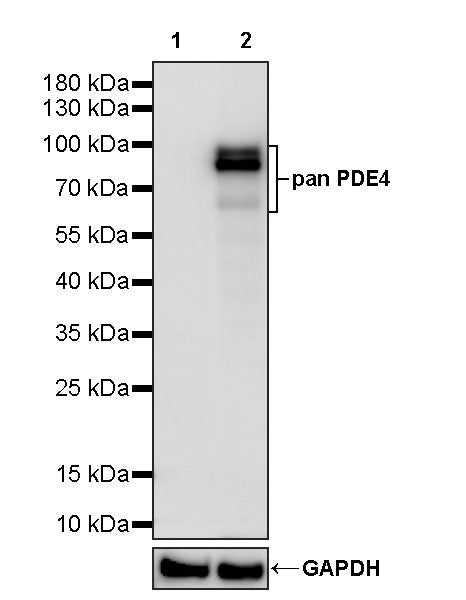 pan PDE4 Recombinant Rabbit mAb (S-5034)