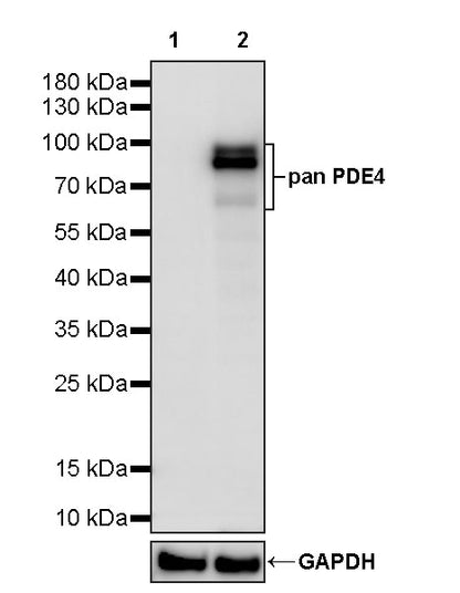 pan PDE4 Recombinant Rabbit mAb (S-5034)