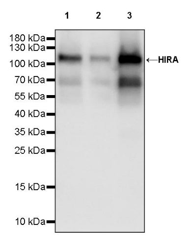 HIRA Recombinant Rabbit mAb (S-1802-37)