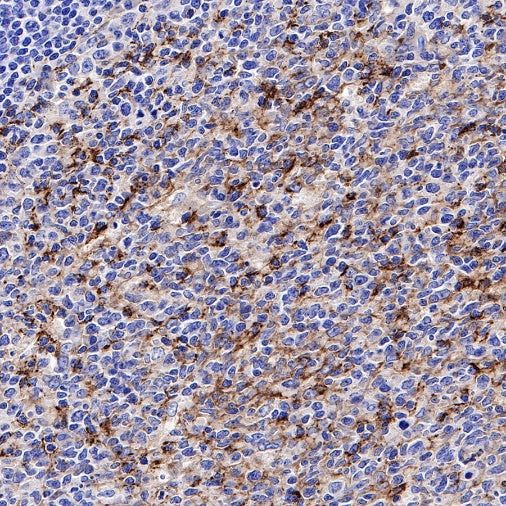 PD-L2 Recombinant Rabbit mAb (S-1041-21)
