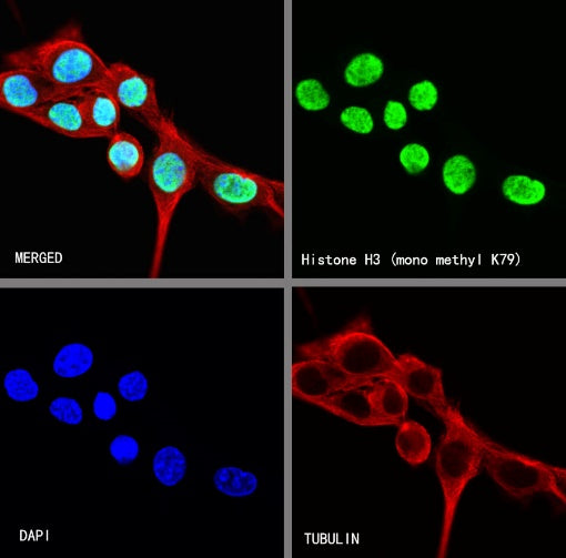 Histone H3 (mono methyl K79) Recombinant Rabbit mAb (S-R417)