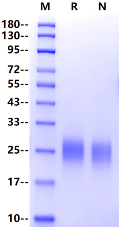 TSLP (R127A, R130A) His Tag Protein, Human