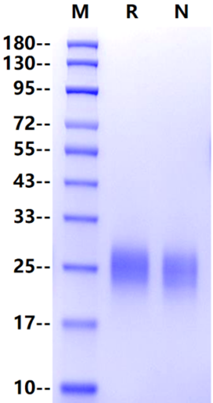 TSLP (R127A, R130A) His Tag Protein, Human