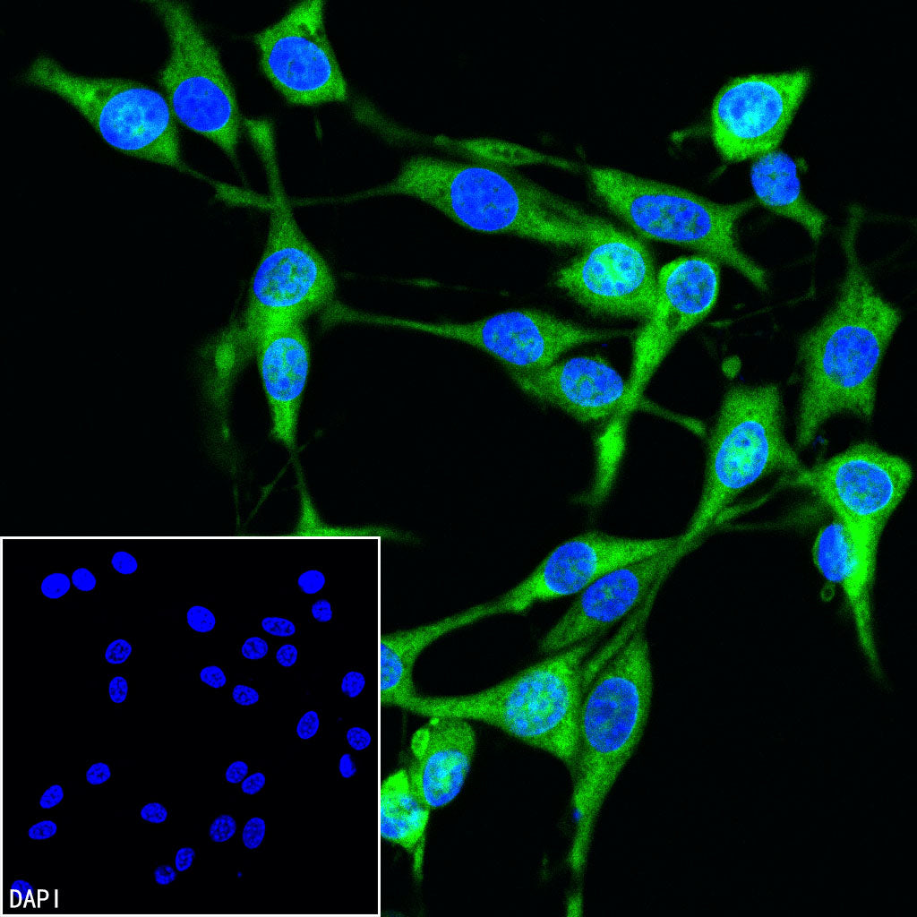GAPDH Recombinant Rabbit mAb (Alexa Fluor® 488 Conjugate) (S-240-147)