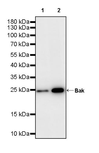 Bak Recombinant Rabbit mAb (S-2990-55)