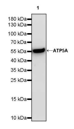ATP5A Recombinant Rabbit mAb (S-1542-211)