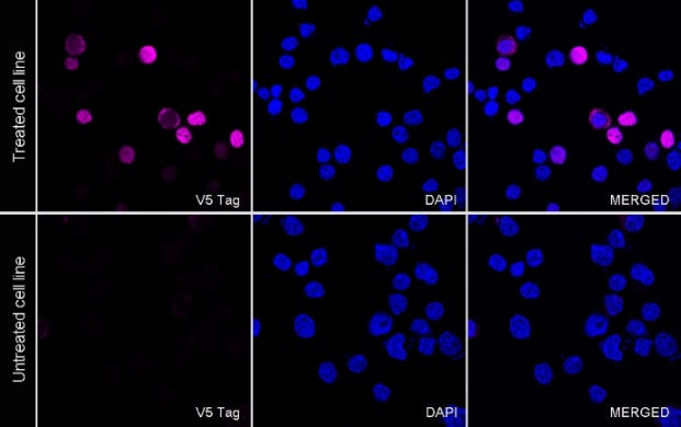 V5 Tag Mouse mAb (Alexa Fluor® 647 Conjugate) (S-610-66)