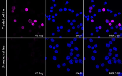 V5 Tag Mouse mAb (Alexa Fluor® 647 Conjugate) (S-610-66)