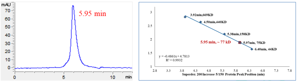 Cyclin E1 Protein, Human