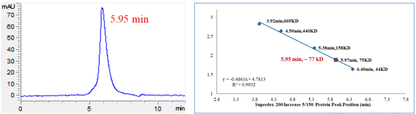 Cyclin E1 Protein, Human