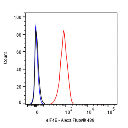 eIF4E Rabbit Polyclonal Antibody