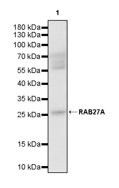 RAB27A Mouse mAb (S-M0050)