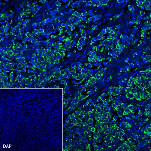 S-RMab® CK-Pan Recombinant Rabbit mAb (Alexa Fluor® 488 Conjugate) (S-P001)