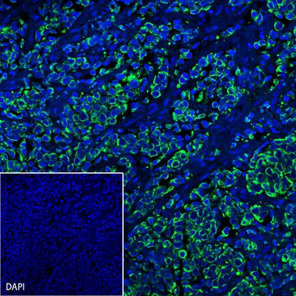 S-RMab® CK-Pan Recombinant Rabbit mAb (Alexa Fluor® 488 Conjugate) (S-P001)