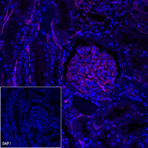 CD34 Recombinant Rabbit mAb (Alexa Fluor® 647 Conjugate) (S-051-68)