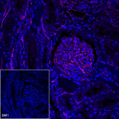 CD34 Recombinant Rabbit mAb (Alexa Fluor® 647 Conjugate) (S-051-68)