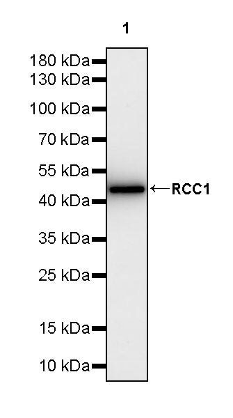 RCC1 Recombinant Rabbit mAb (S-4864)