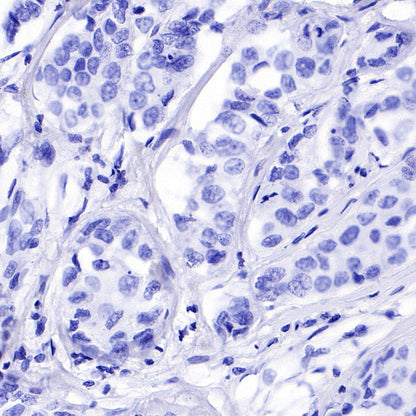 S-RMab®Rabbit mAb IgG Isotype Control (S-R058)