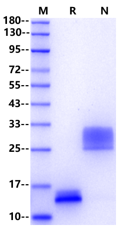 GDF-5/BMP-14 Protein, Mouse