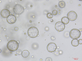 Lung organoids Cytokine Set,Mouse