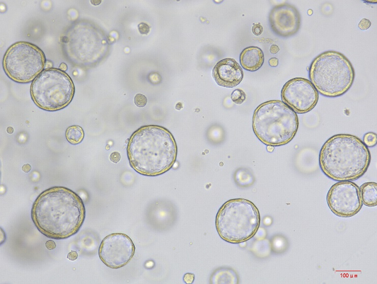 Lung organoids Cytokine Set,Mouse/小鼠正常肺类器官细胞因子套装