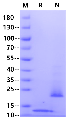 GDF-8 Protein, Human/Mouse/Rat