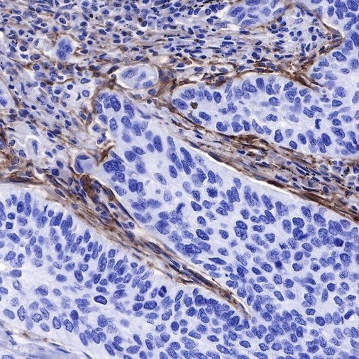 CD90 Recombinant Rabbit mAb (SDT-349-164)