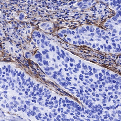 CD90 Recombinant Rabbit mAb (SDT-349-164)