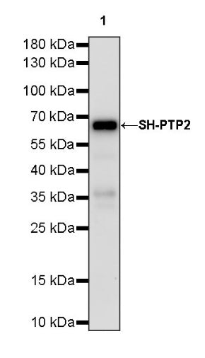 SH-PTP2 Recombinant Rabbit mAb (S-1318-2)