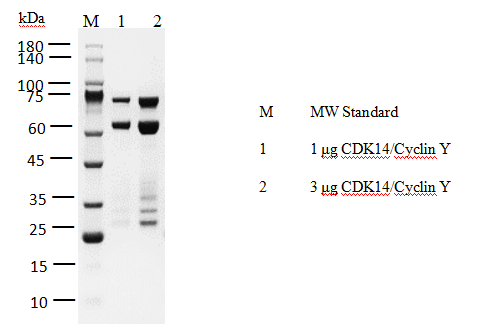 CDK14/Cyclin Y GST Tag Protein, Human