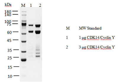 CDK14/Cyclin Y GST Tag Protein, Human