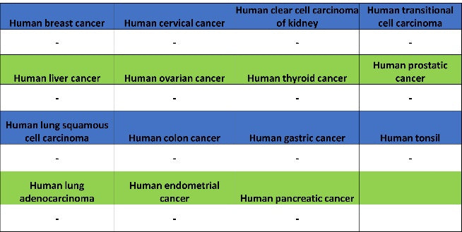 TMEM16A Recombinant Rabbit mAb (SDT-2179-12)