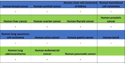 TMEM16A Recombinant Rabbit mAb (SDT-2179-12)