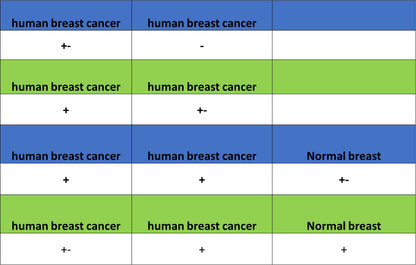 BRCA2 Recombinant Rabbit mAb (S-5306)
