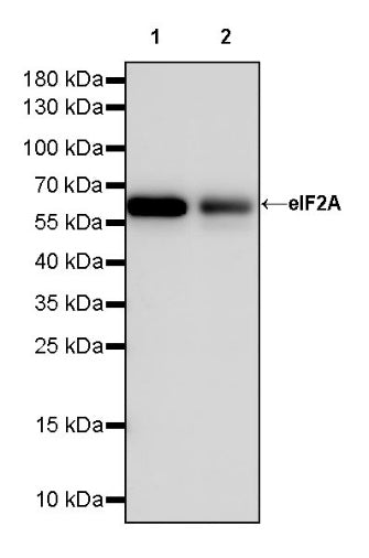 eIF2A Recombinant Rabbit mAb