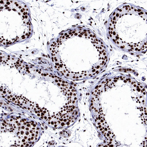Histone H2A.X Recombinant Rabbit mAb (S-1772-179)