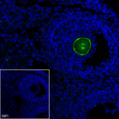 ZP3 Recombinant Rabbit mAb ,PBS Only(SDT-2201-35)