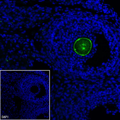 ZP3 Recombinant Rabbit mAb ,PBS Only(SDT-2201-35)