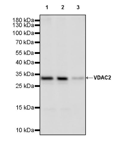 VDAC2 Rabbit Polyclonal Antibody
