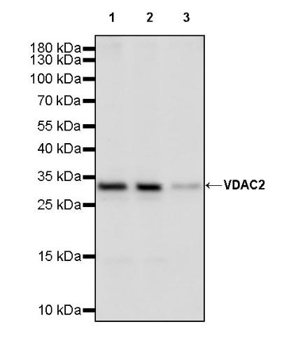 VDAC2 Rabbit Polyclonal Antibody