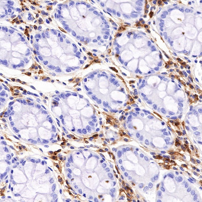 CD48 Recombinant Rabbit mAb (S-R265)