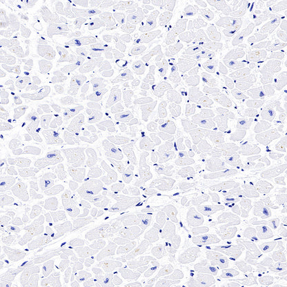 Thyroglobulin Recombinant Rabbit mAb (SDT-209-297)